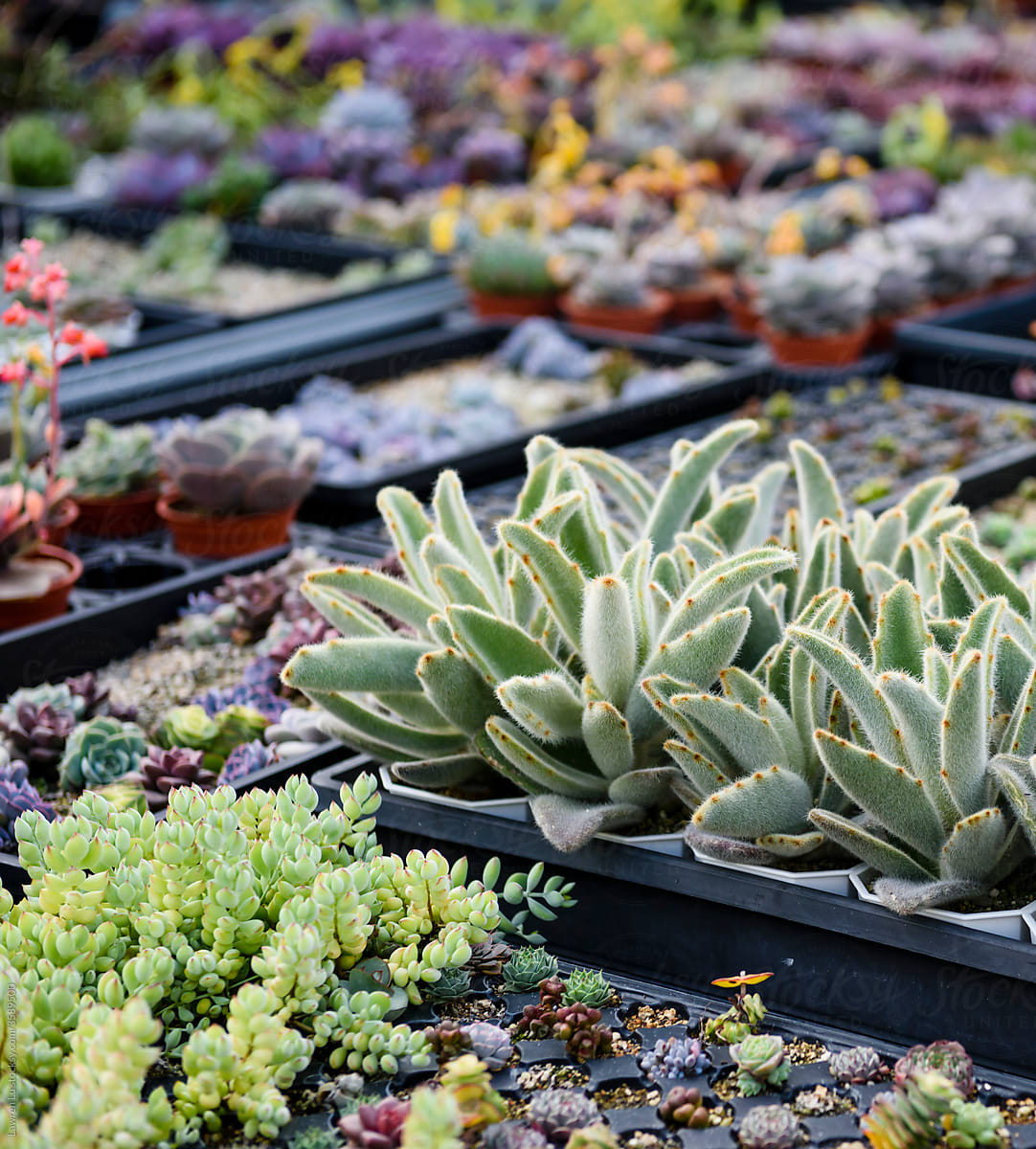 Various colorful succulent plants in flower pot for sell