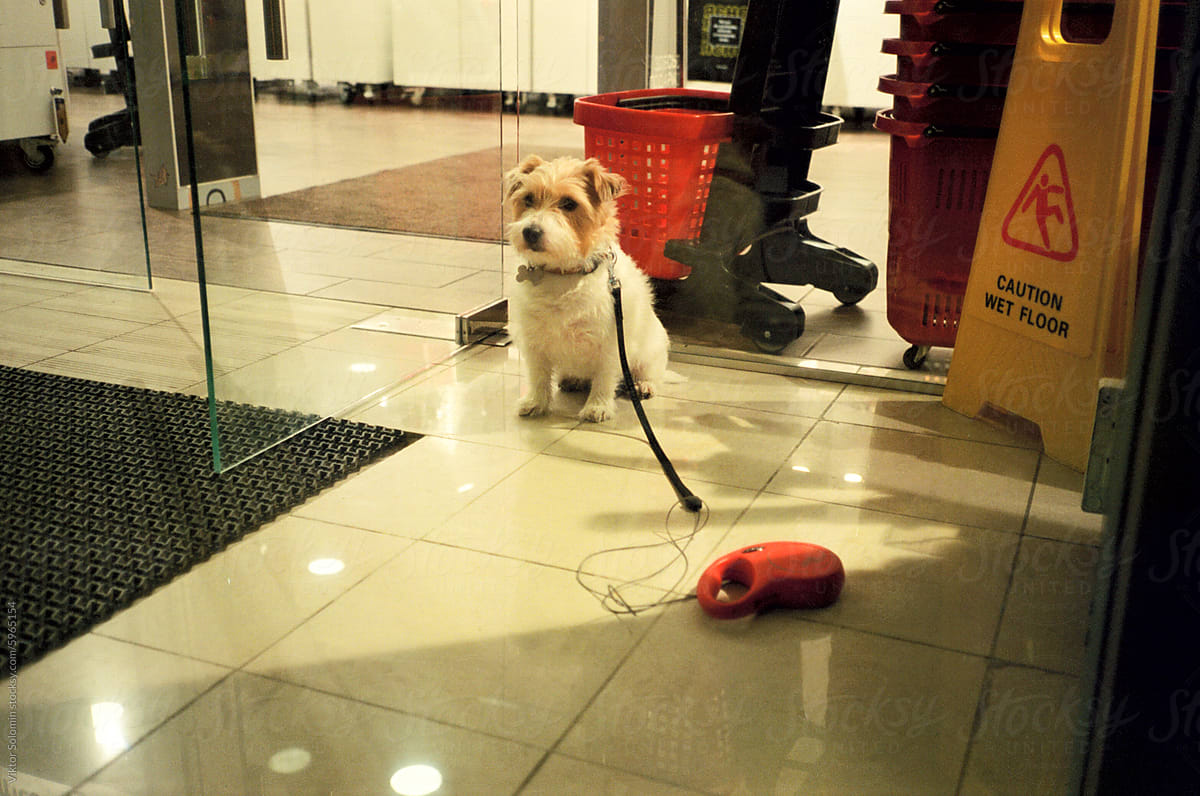 Cute dog waiting near the shop entrance