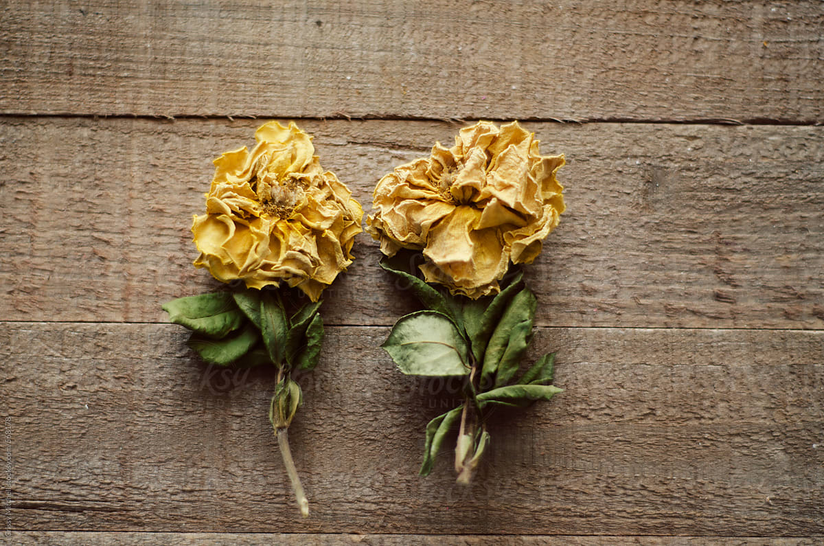 Dried Roses by Stocksy Contributor Crissy Mitchell - Stocksy