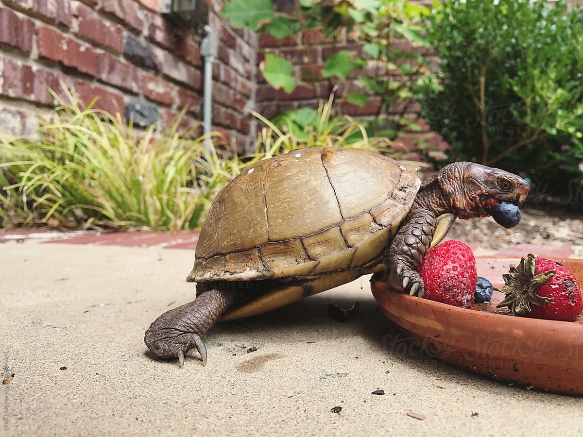 Three Toed Box Turtle Eating Blueberries and Strawberries