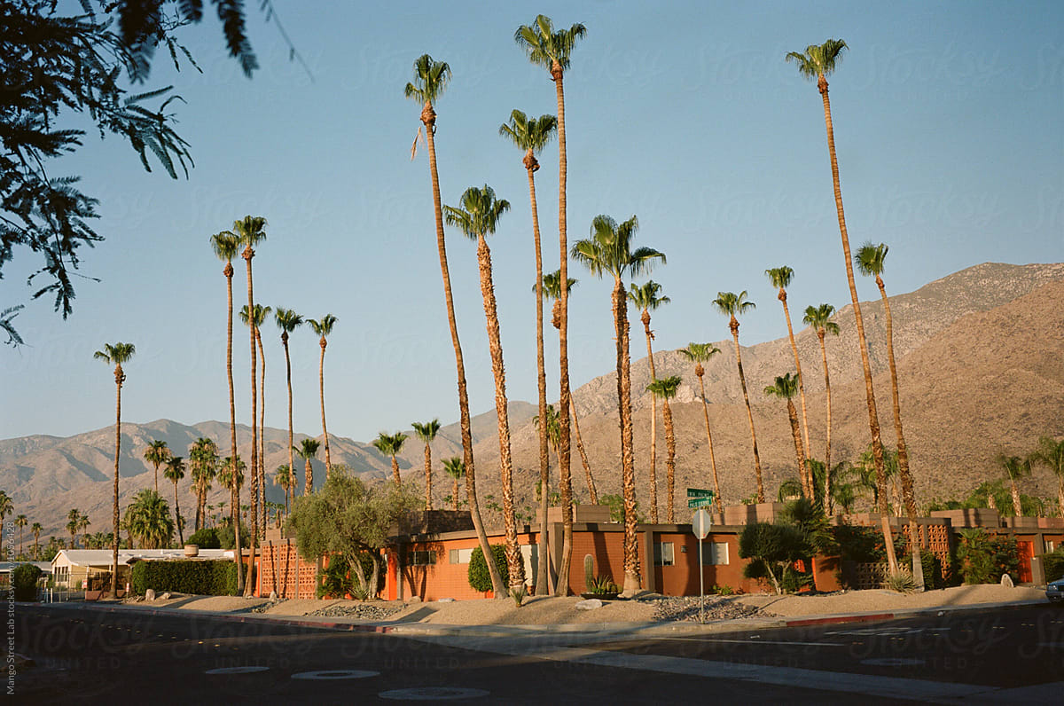 Palm Springs Desert Street with Palm Trees in the Summer