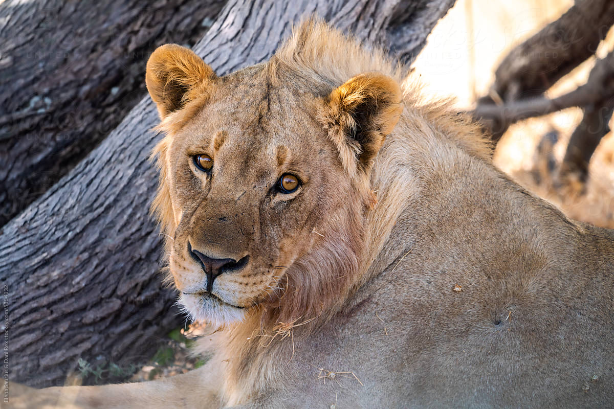 Lion resting in Etosha National Park, Namibia, Africa.