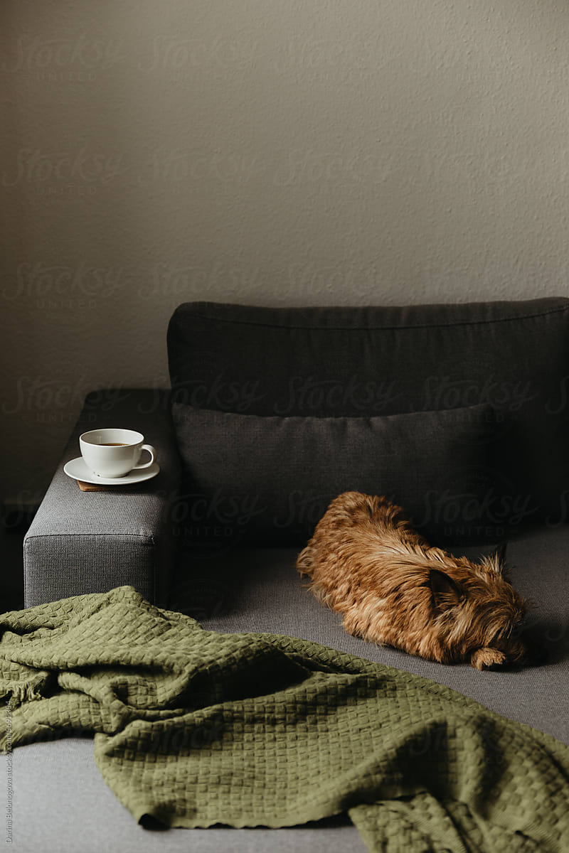 A lazy dog is lying on a cozy sofa