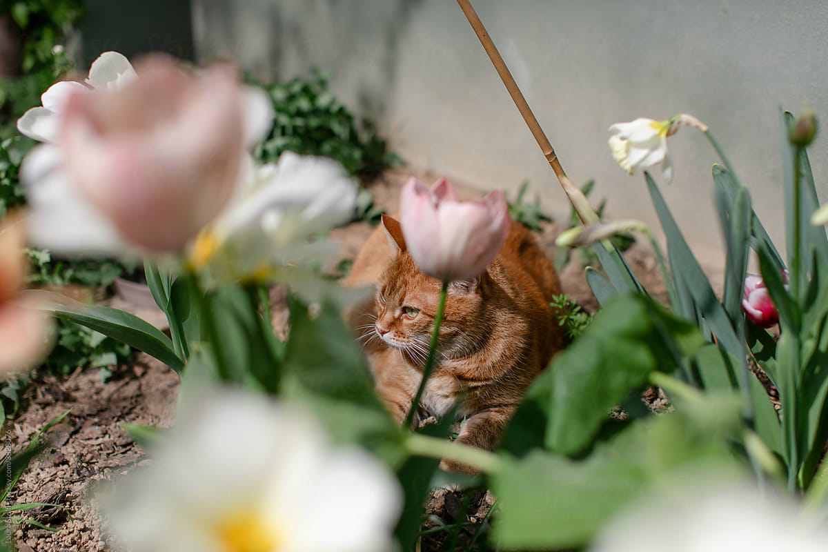 Cat in flower bed