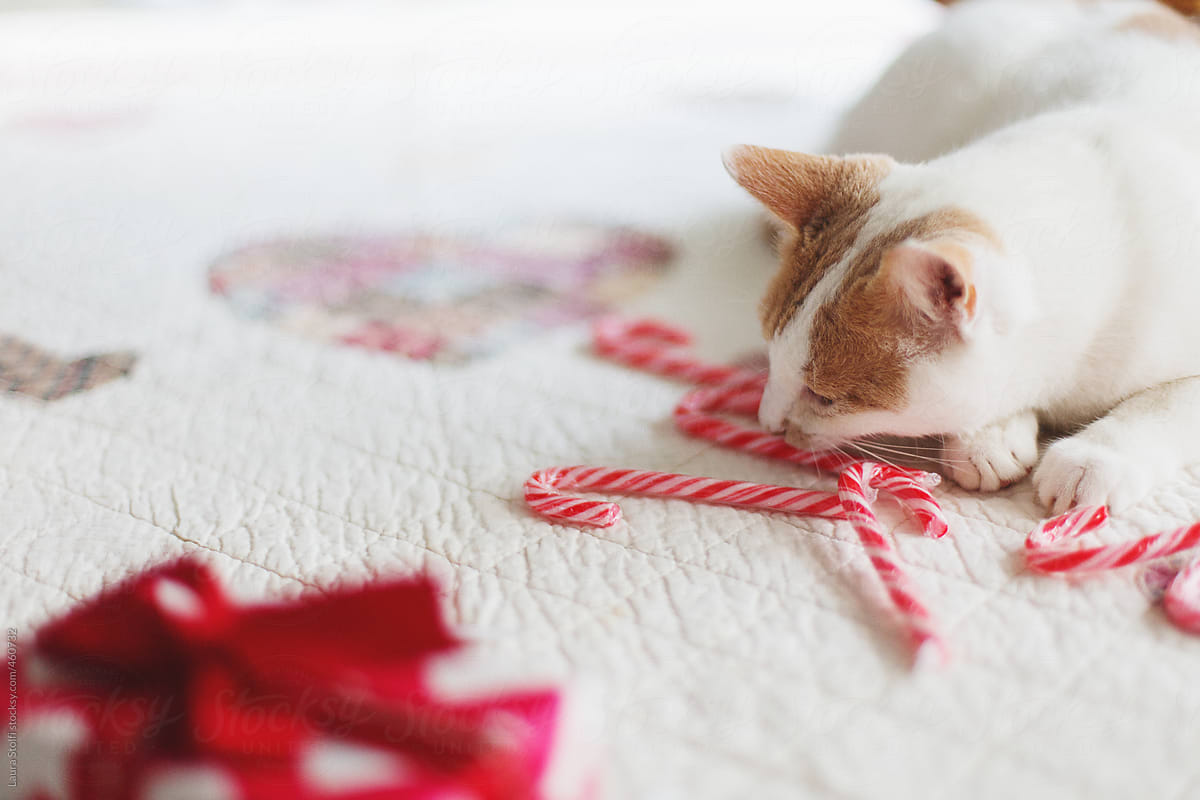 Cat eating and biting candy canes close to gift