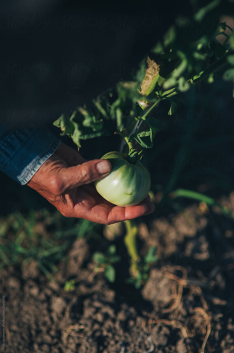 close up of a farmer holding green tomato