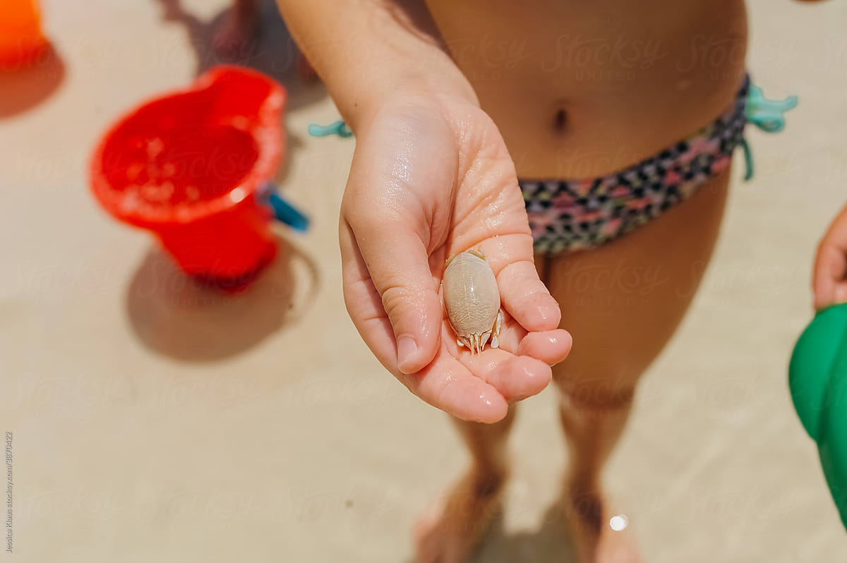 A person holding a beach crab in their hand.