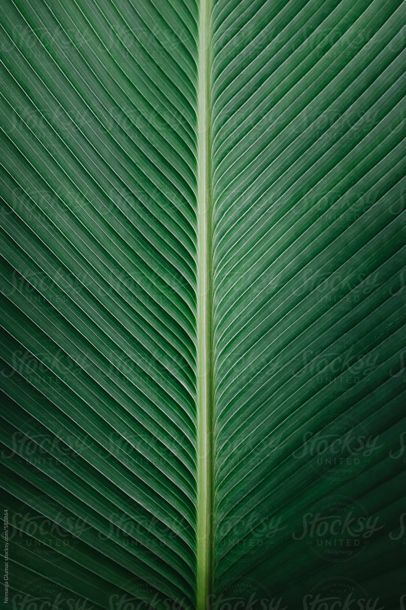 Beautiful Dark Green Tropical Leaf Texture