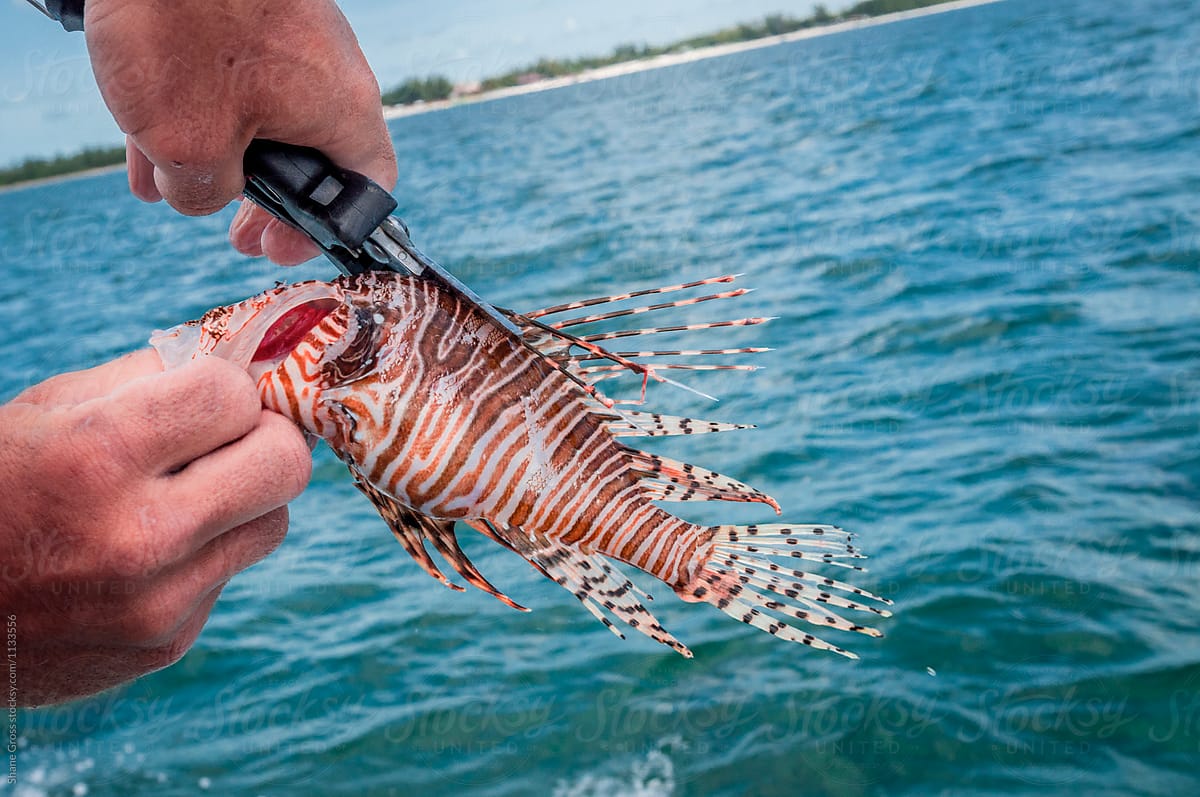 Cutting the Lionfish Spines