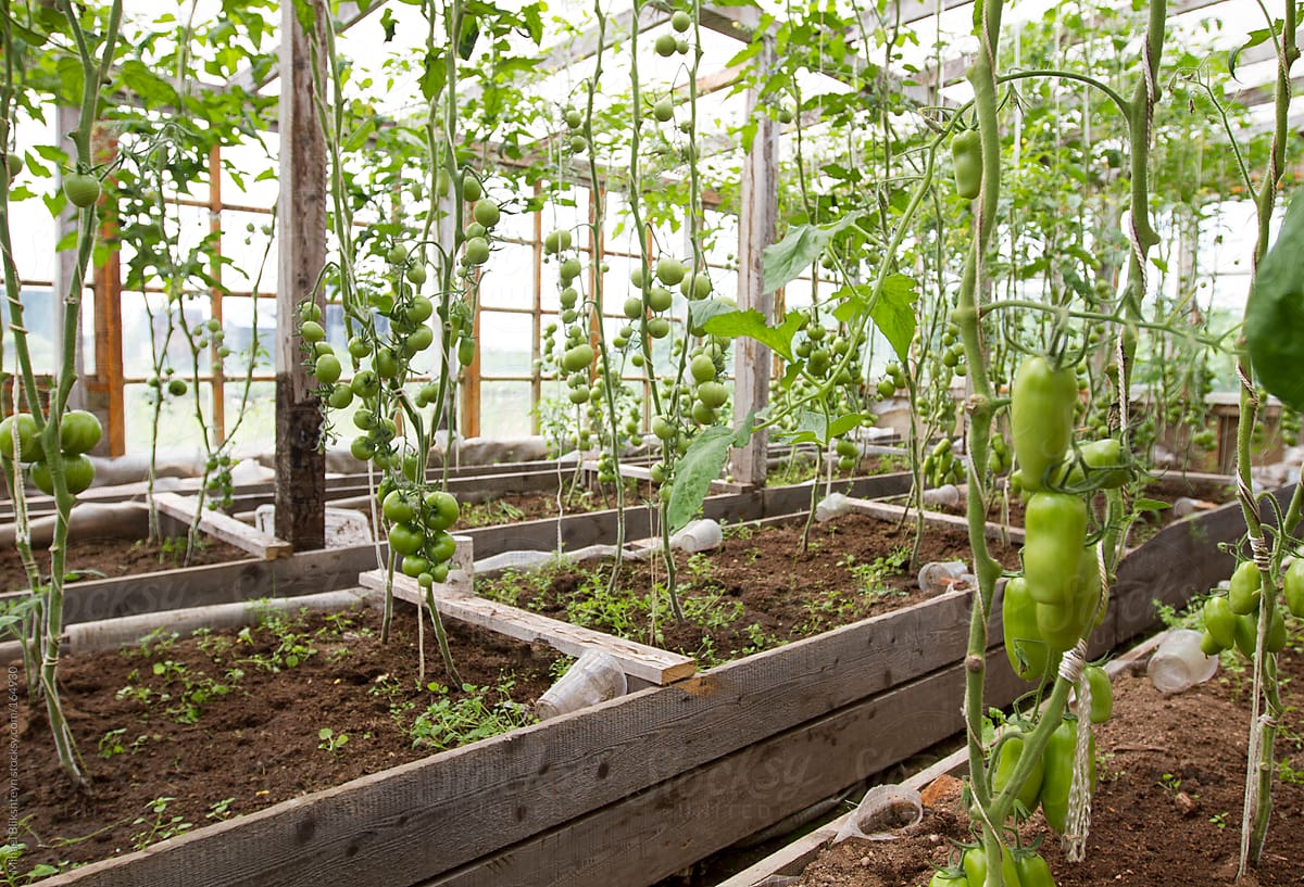 Old wooden greenhouse with green tomatoes on vines
