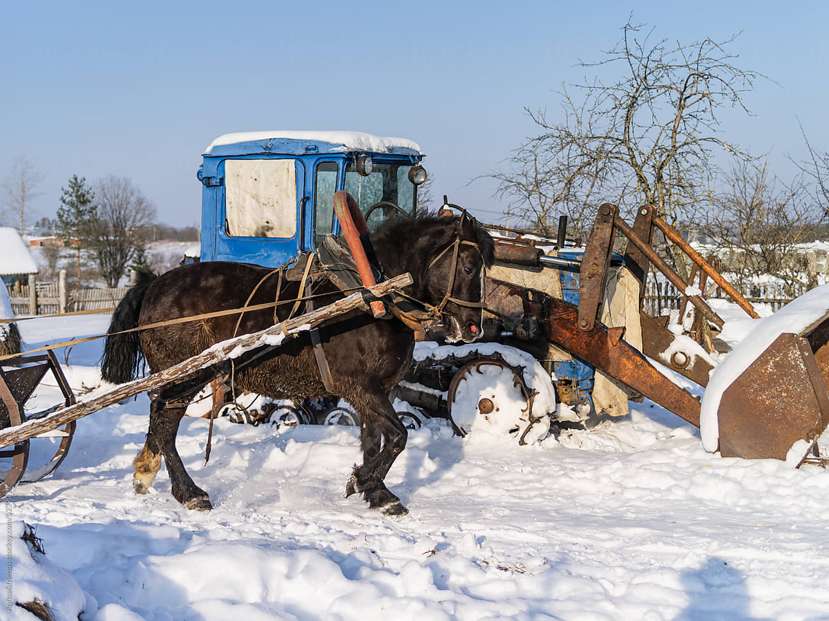 winter countryside harnessed horse