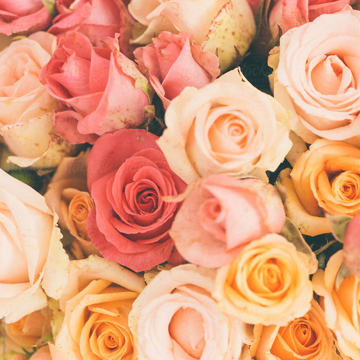 orange red with pink roses