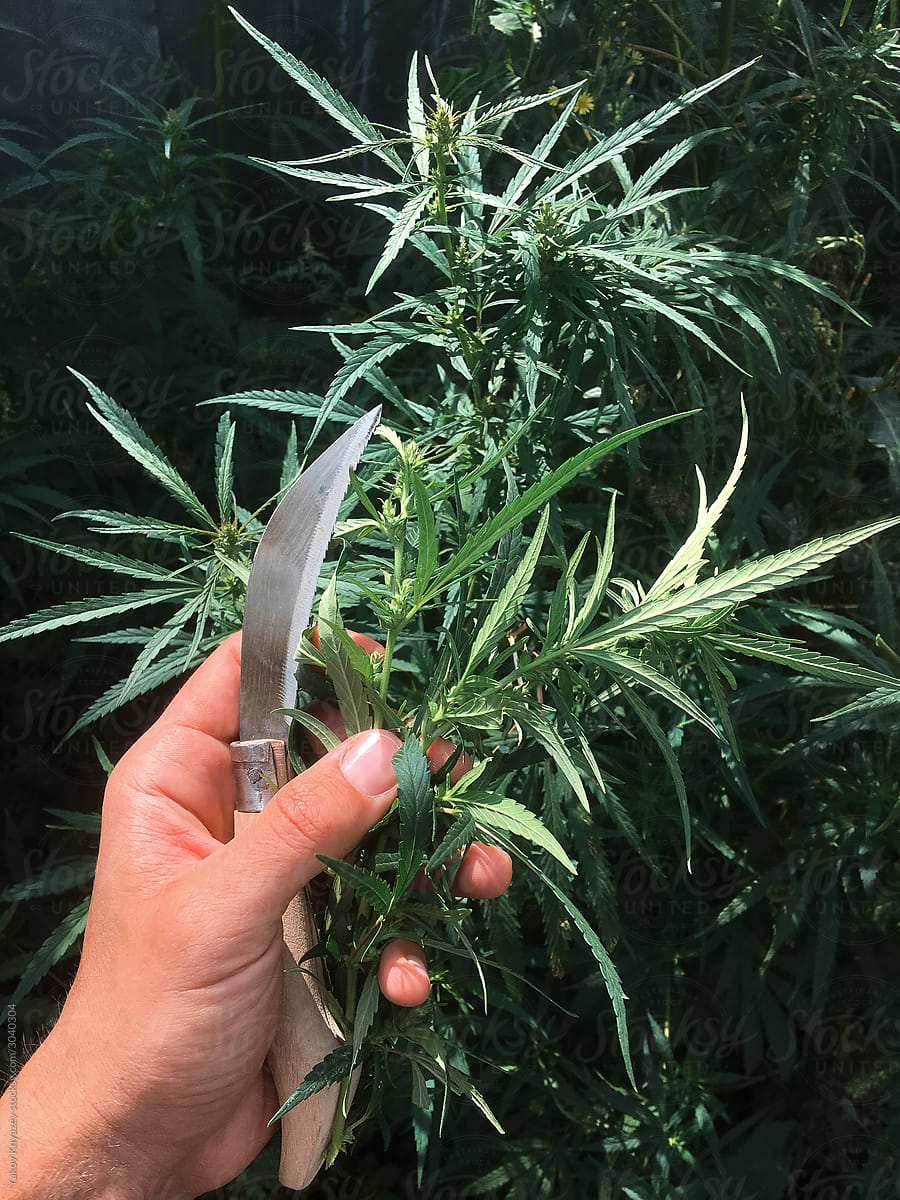 Hand Holding cannabis Leaf