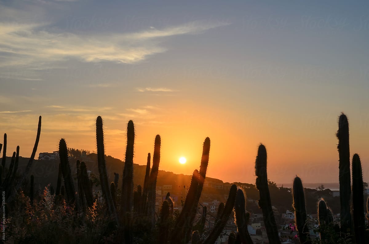 Sunset and cactus in front