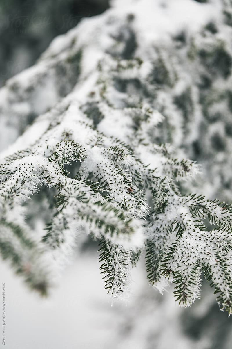 snow covered fir needles