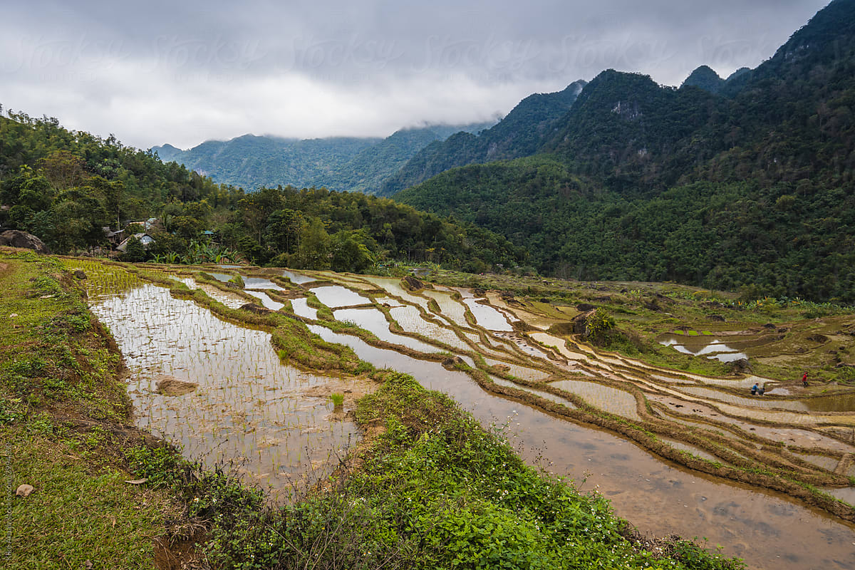 Water-covered rice terraces in the mountains