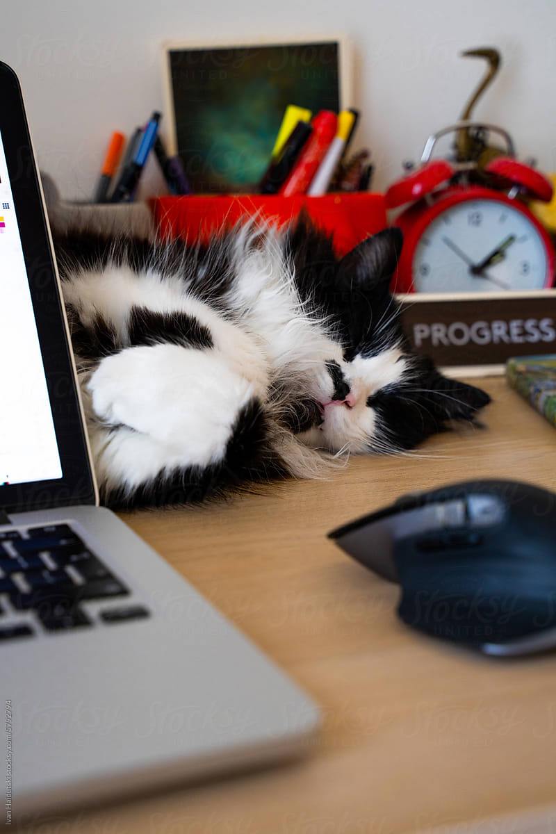 Cat napping at workplace at home of designer. Creative chaos on desk