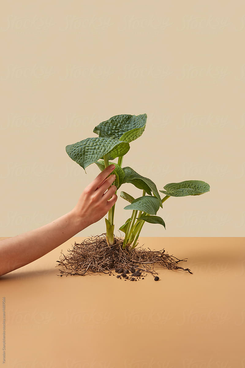 Hand touching hosta plant