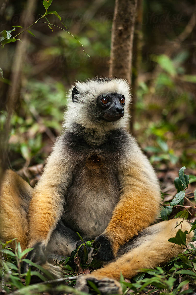 Profile of a Large Lemur in a Verdant Forest