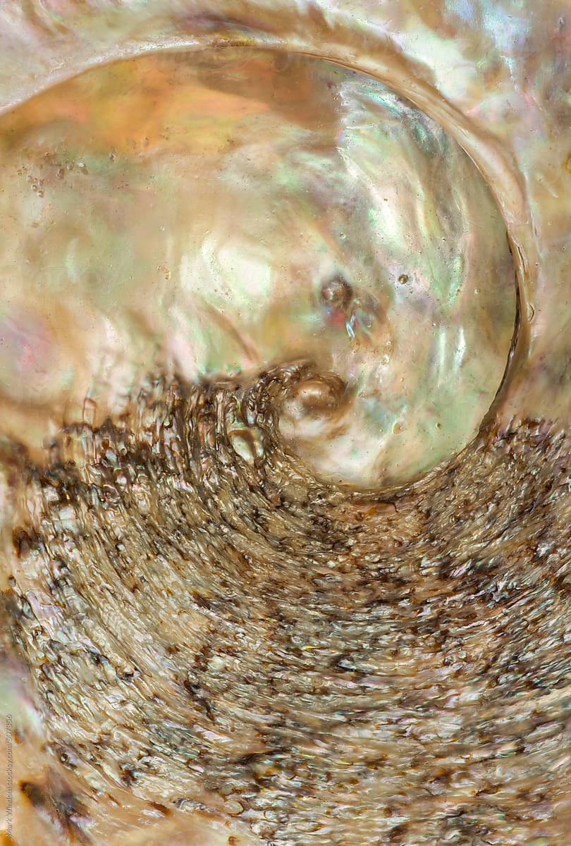 Red Wave abalone shell inner surface, closeup