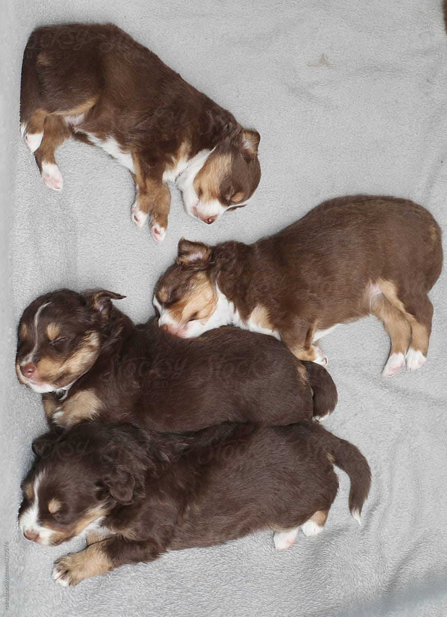 Mini Aussie Puppies