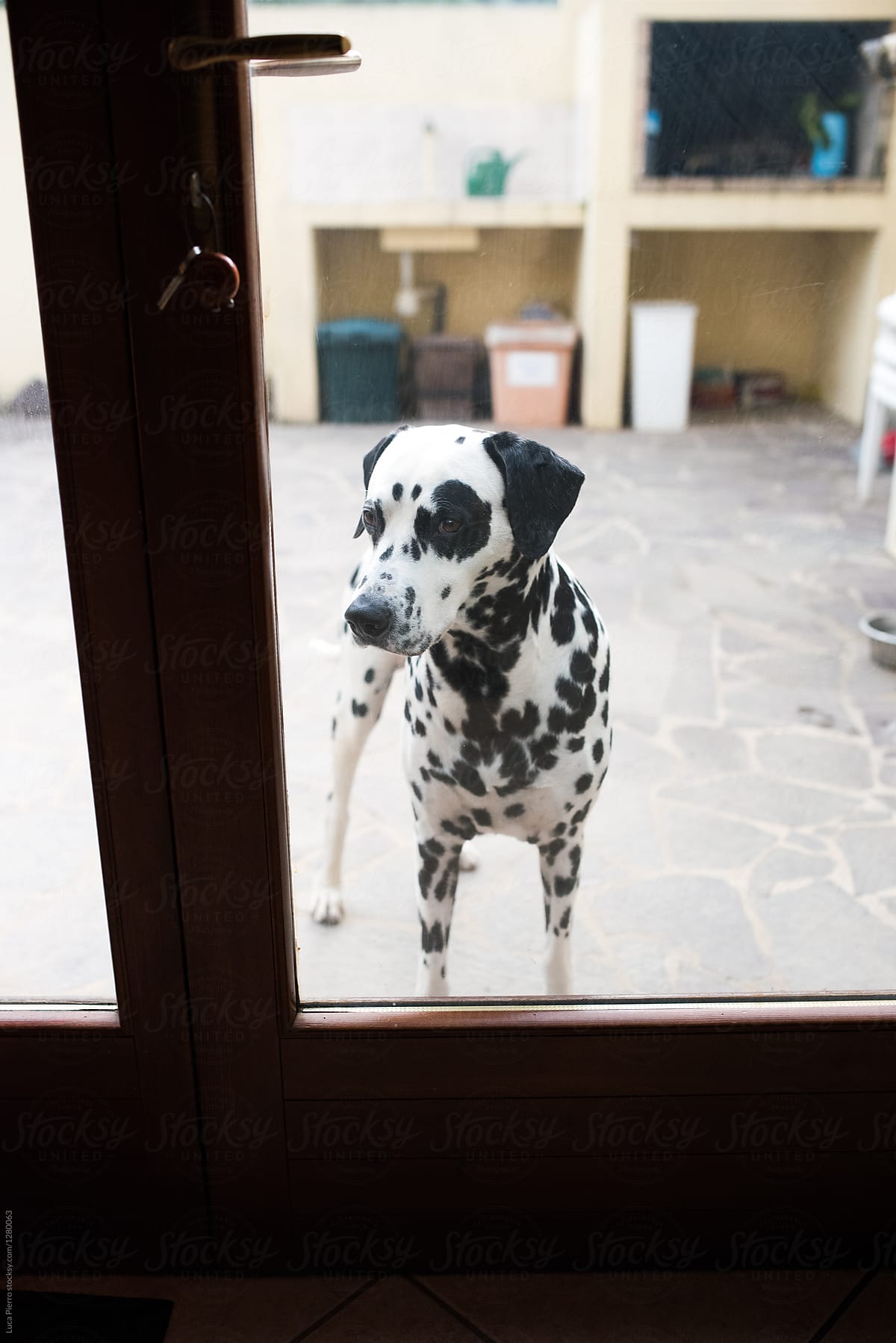 Dalmatian dog asking to come inside the house