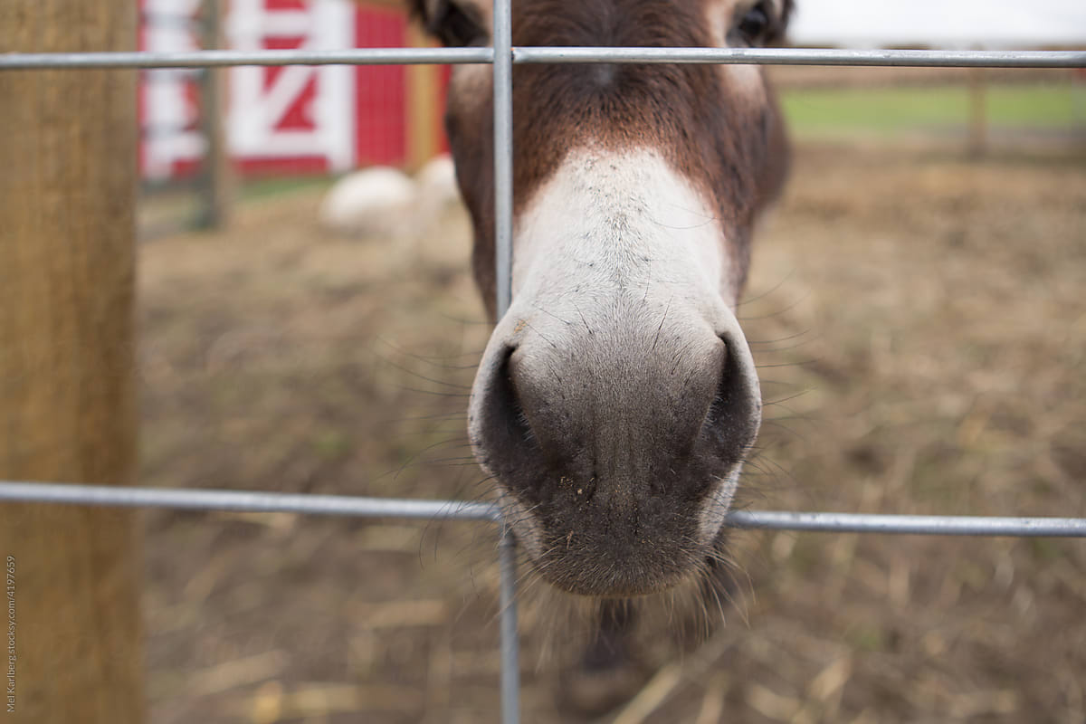 Donkey sticking face out of petting zoo pen