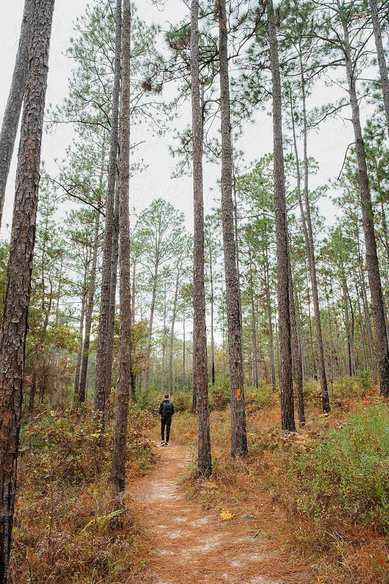 Man Hiking Through Florida Pine Forest