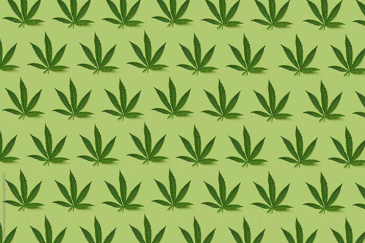 Plant pattern from green cannabis leaves.