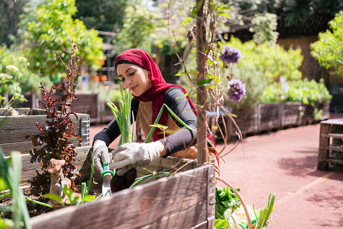 Muslim woman picking fresh plants in garden