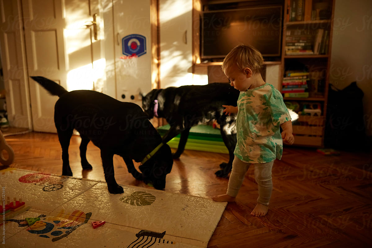 Boy and dogs at home