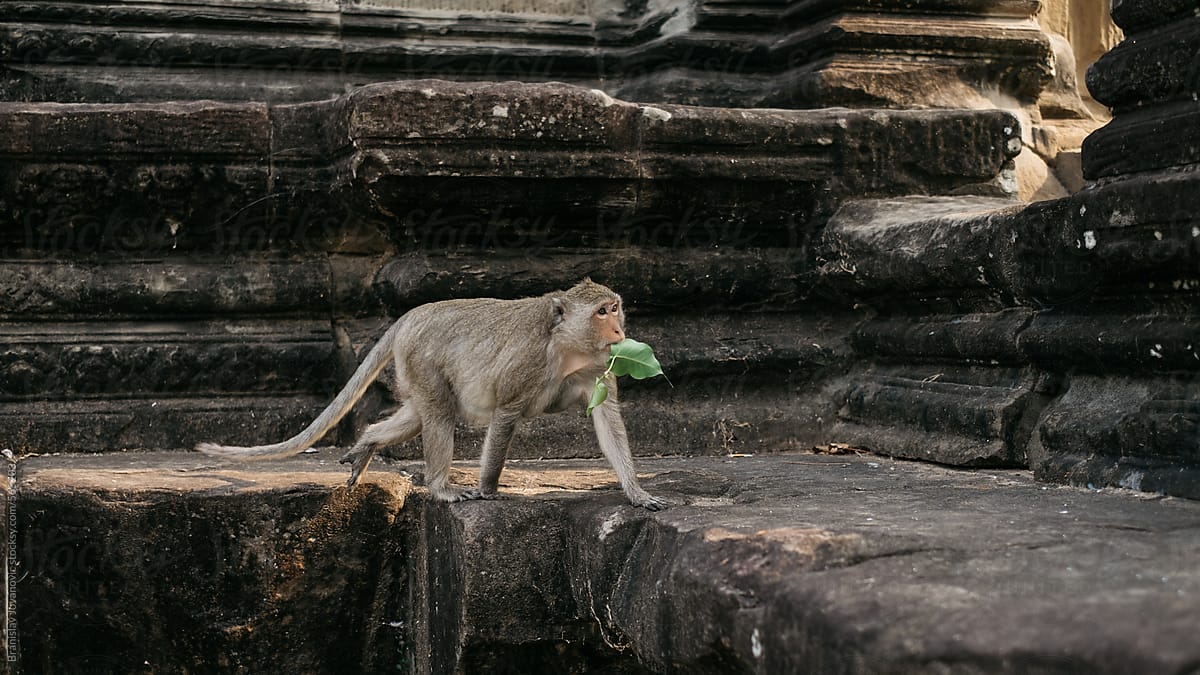 Monkey holding a leaf in his mouth