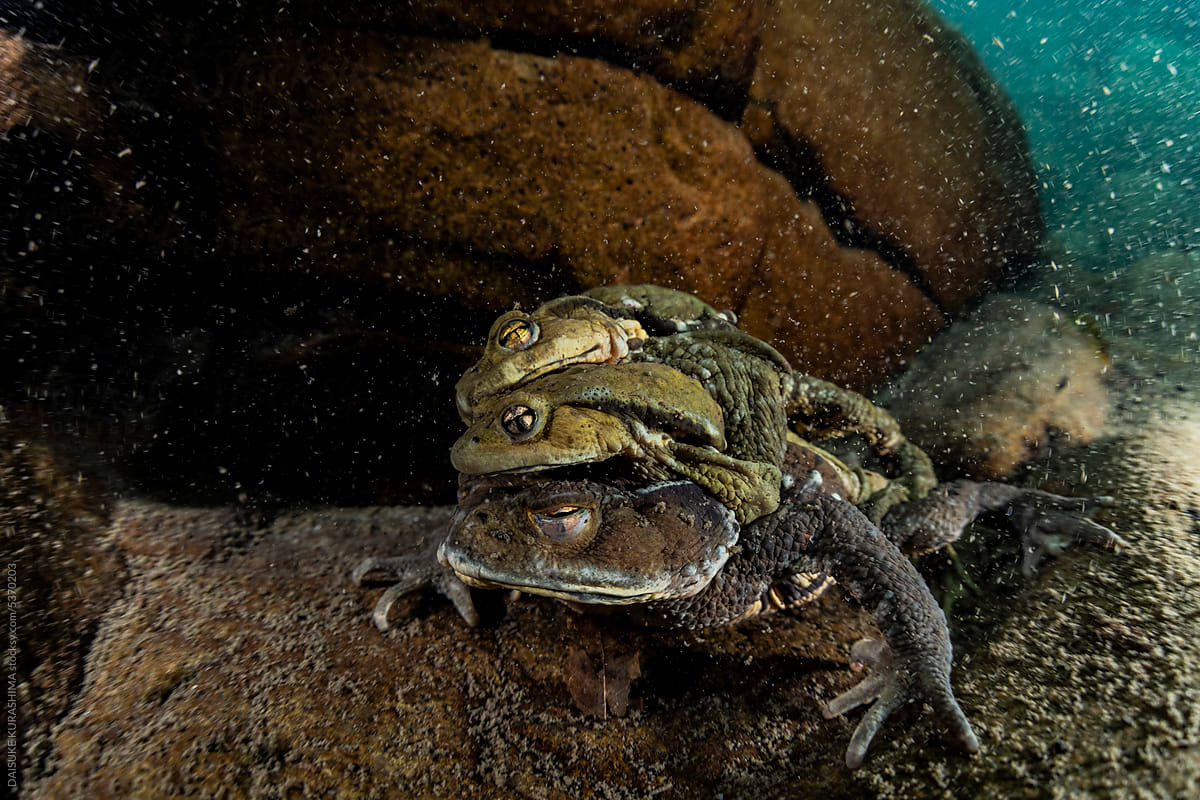 Breeding behavior of toads