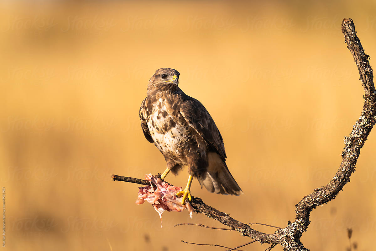Buzzard With A Prey Perched On A Tree Branch