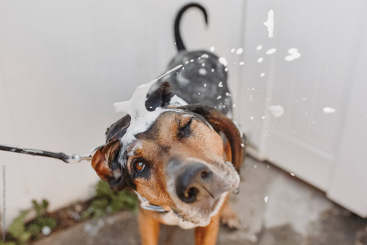 Dirty dog getting a bath