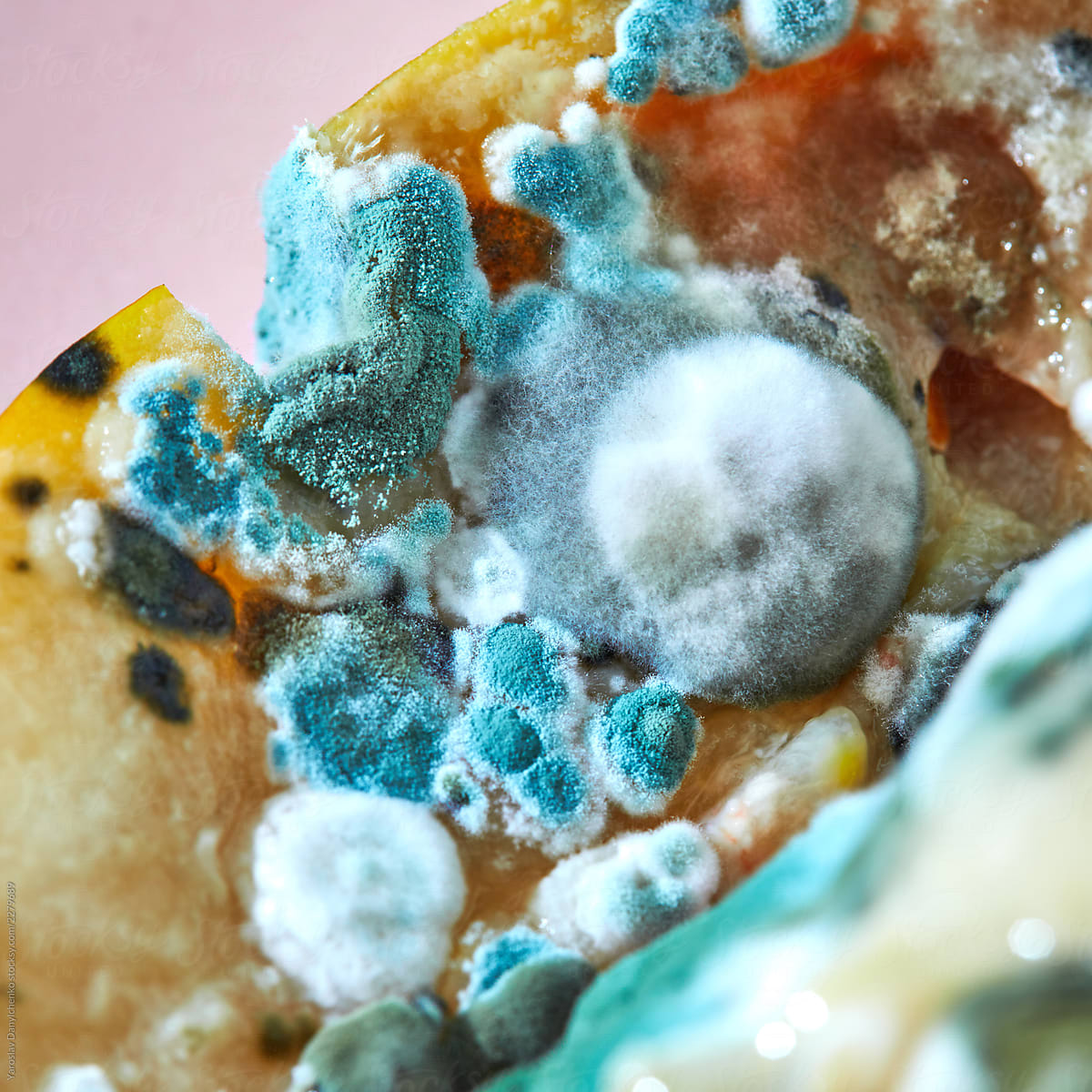 Macro view of natural mold background, shades of green and blue