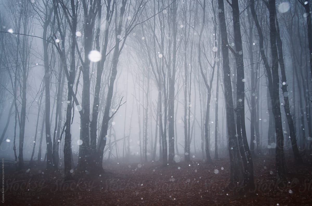 Snow flakes falling in forest with fog