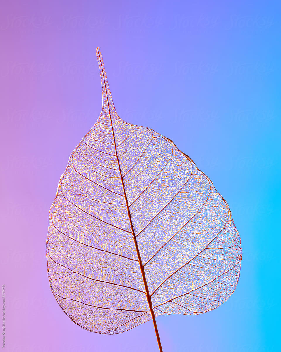 Close up macro of a leaf on a blue-violet background