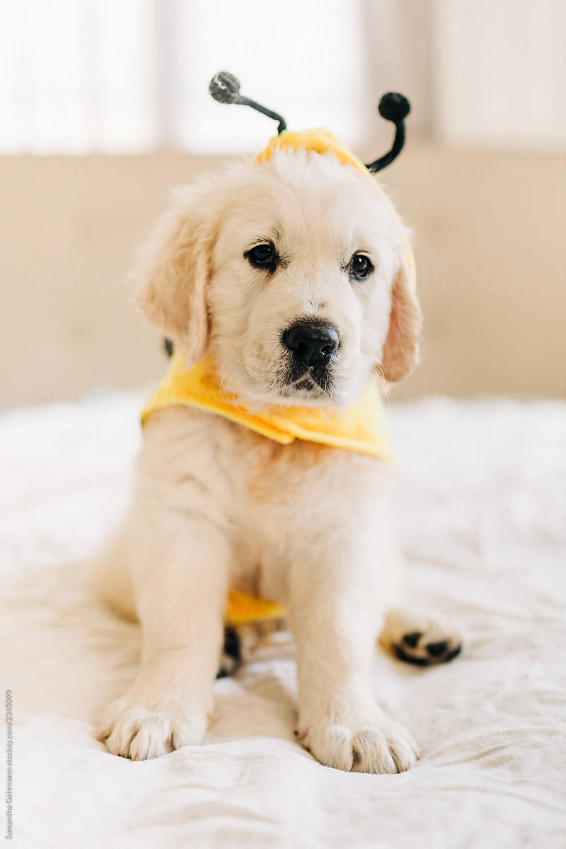 Golden retriever puppy dressed as a bee