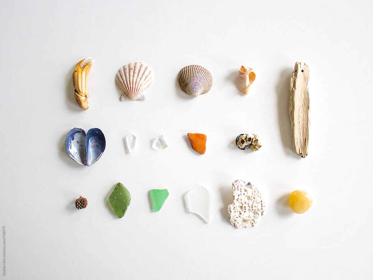 Neatly Organized Shells