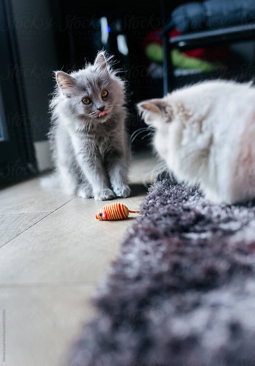 Kitten playing with a rag mouse