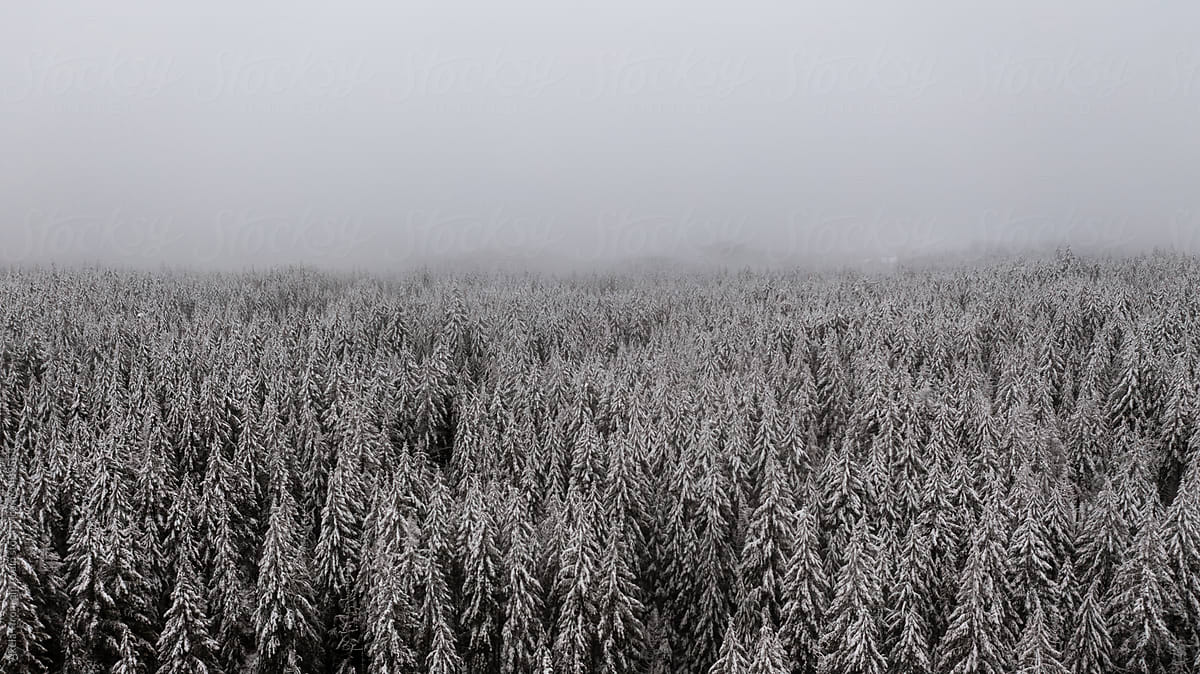 snowcovered forest on vancouver island