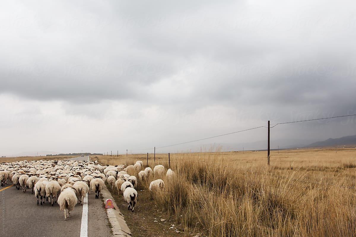 sheeps  in the Tibetan Plateau of China