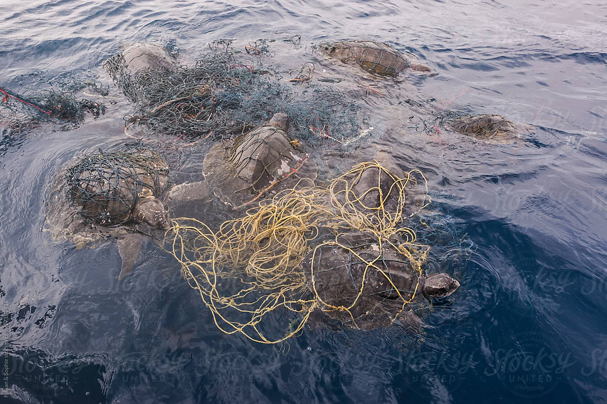 7 turtles trapped in discarded fishing net