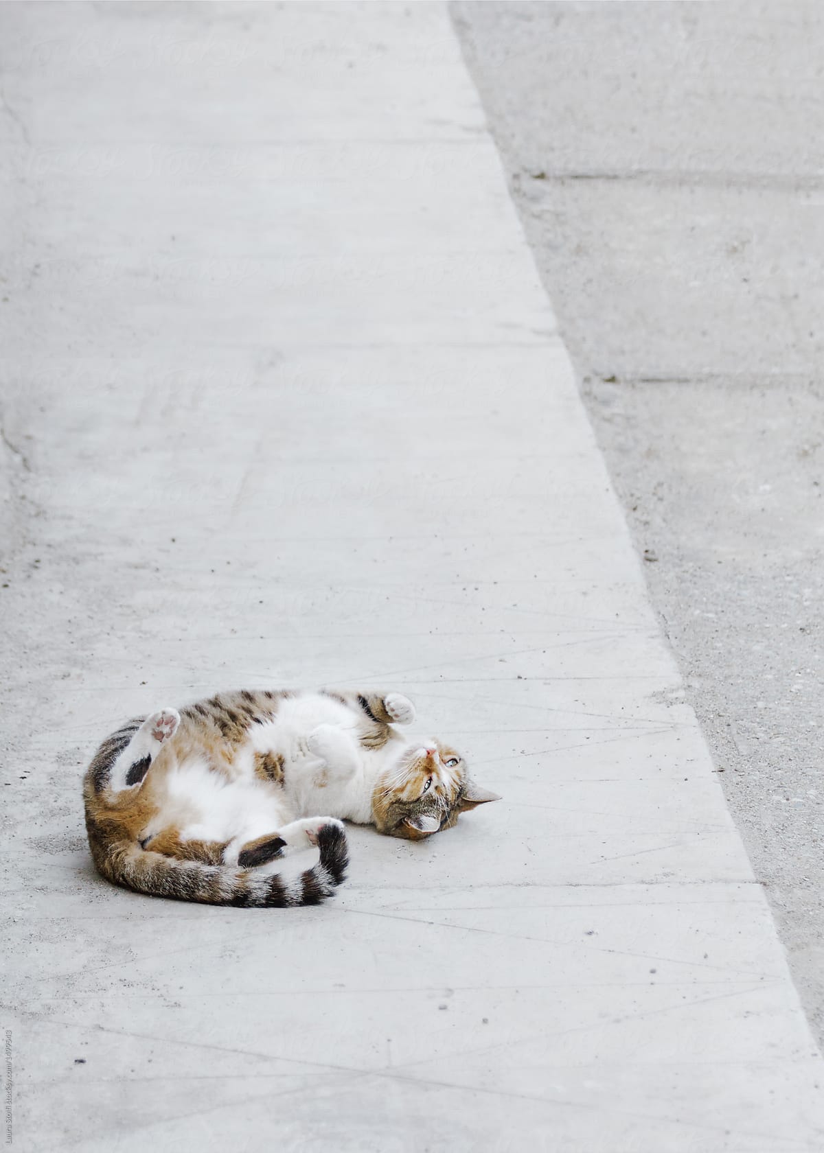 Cheerful cat rolling on concrete ground and lays on her back
