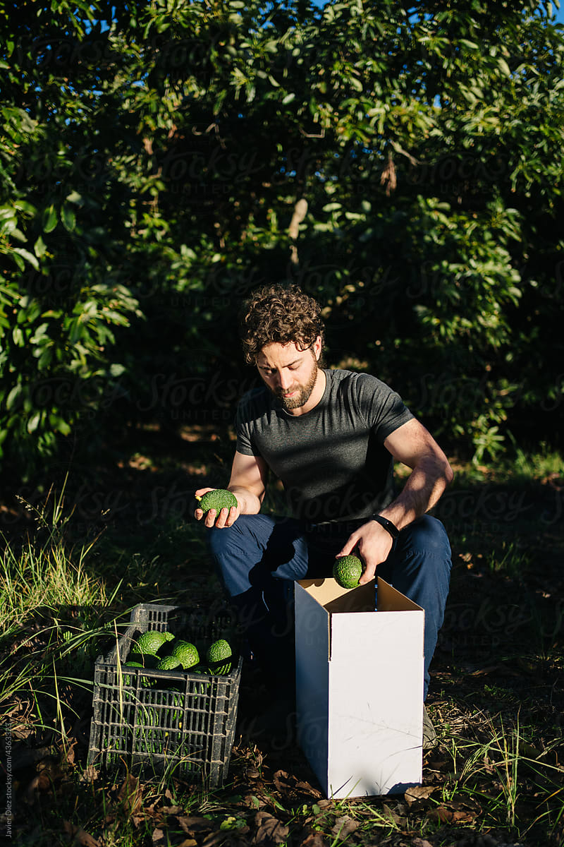 Man putting picked avocados into plastic box in farm