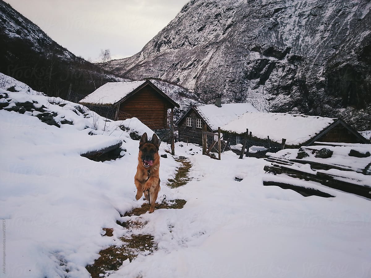 Snowy mountain farm with a dog (german shepherd) running towards the photographer