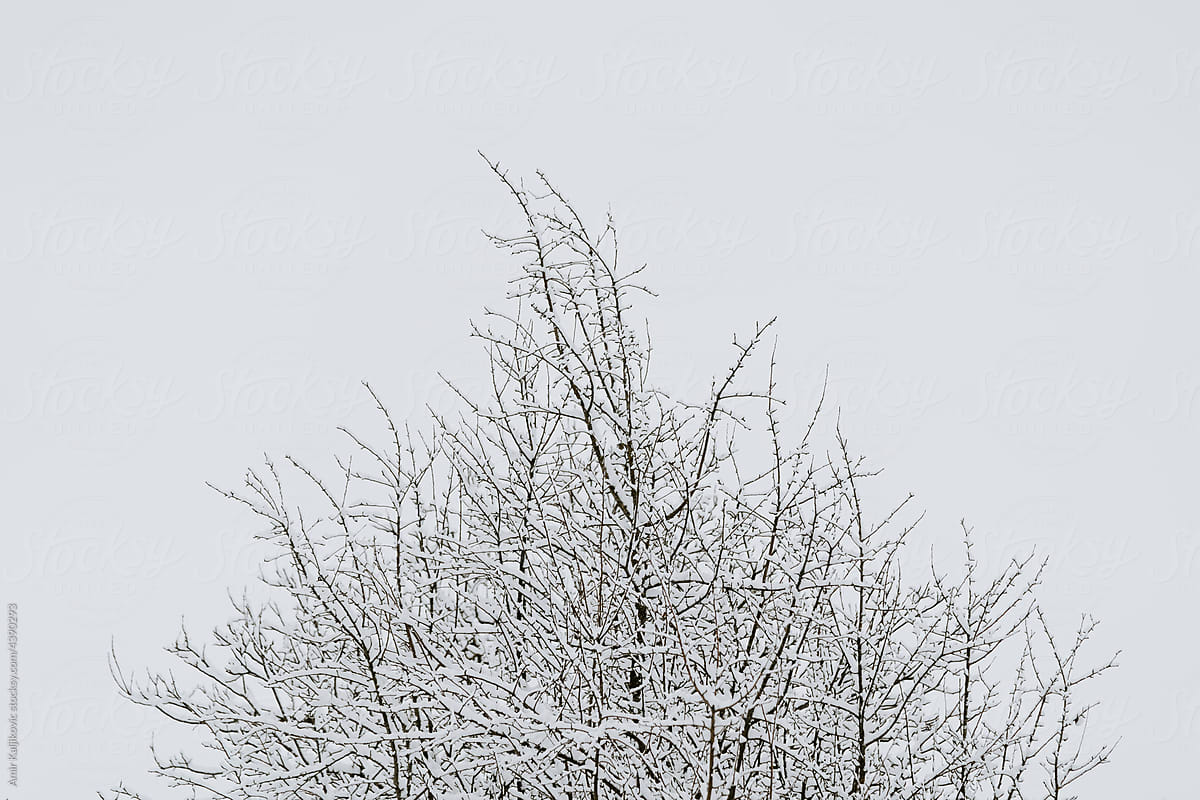 Late snowfall covering the branches of a tree in spring