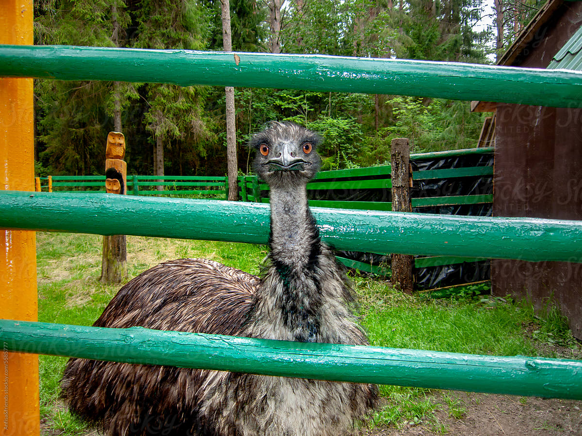 emu looking at camera
