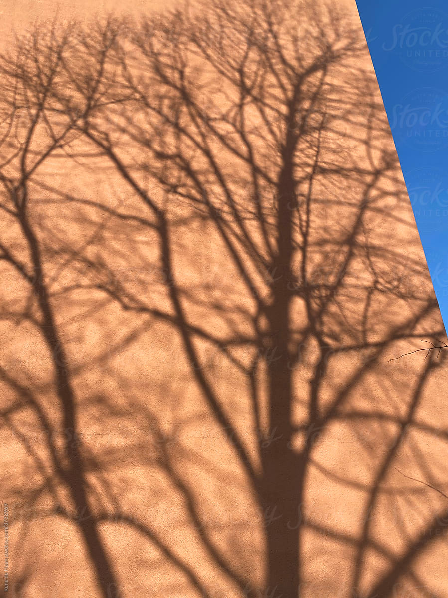 shadow of bare tree on wall
